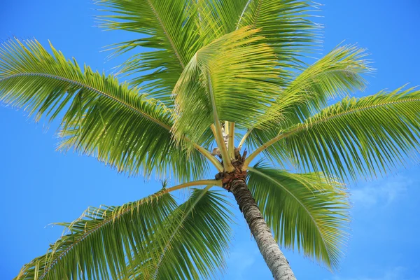 Palmier Vert Tropical Avec Ciel Bleu — Photo