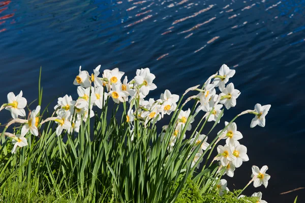 Daffodils em Spring — Fotografia de Stock