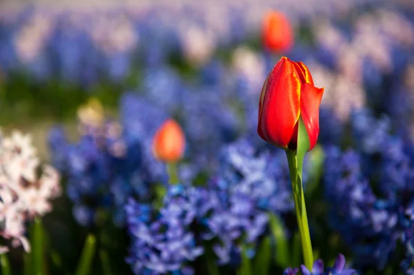 Красные Тюльпаны Полях Между Фиолетовыми Гиацинтами — стоковое фото