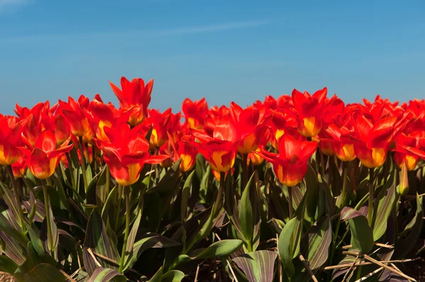 オランダの赤春チューリップ畑 — ストック写真