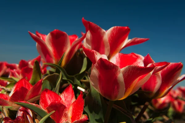 Голландские Поля Большим Количеством Красных Тюльпанов — стоковое фото