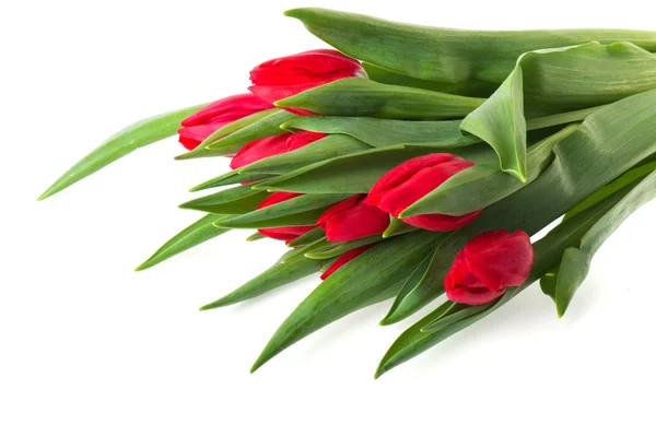 Kytice Červené Tulipány Izolovaných Bílém Pozadí — Stock fotografie