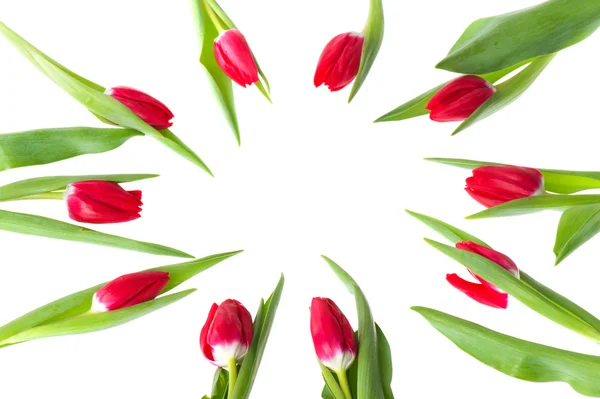 Rode Tulpen Cirkel Geïsoleerd Witte Achtergrond — Stockfoto