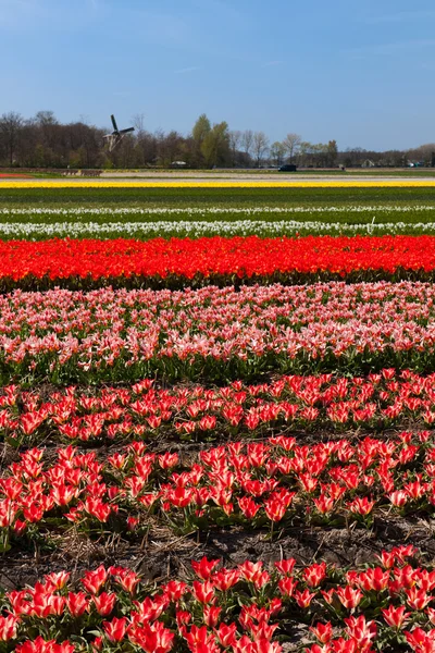 Landscape Windmill Colorful Tulips Holland — Stock Photo, Image