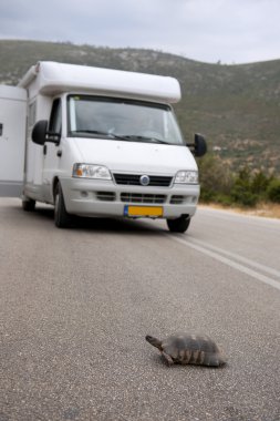Kaplumbağa bekliyor