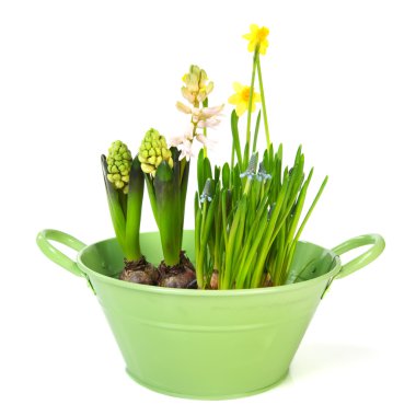 Spring flowers in green bucket isolated over white clipart