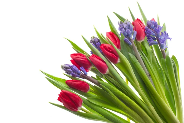 Tulpen en hyacinten — Stockfoto