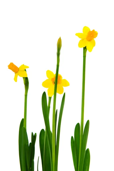 Yellow Daffodils Spring Isolated White — Stock Photo, Image