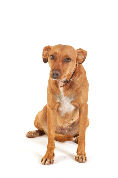 棕色的狗 — 图库照片
