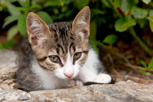 Joven gato griego — Foto de Stock