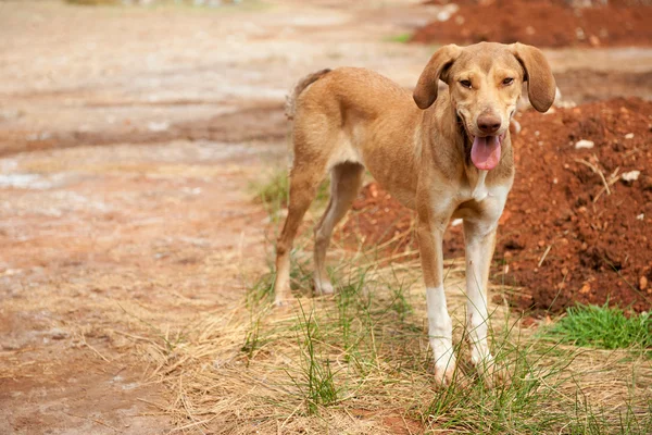 çok zayıf ve ince sokak köpeği Yunanistan