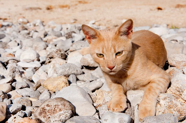 石の上に屋外ギリシャの路地の猫 — ストック写真
