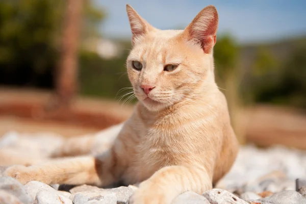 ギリシャの赤い猫 — ストック写真