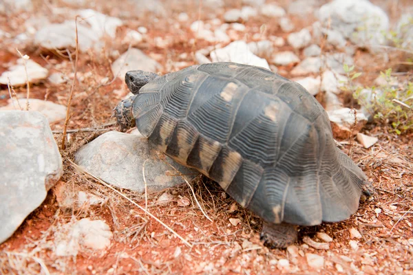 stock image Wild Greek tortoise in free stoney nature