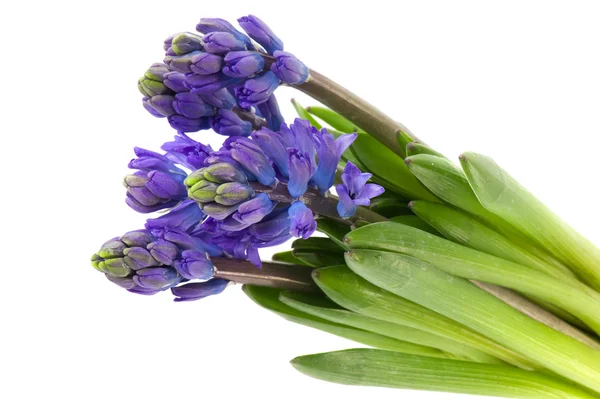 紫のヒヤシンスの白で隔離の花束 — ストック写真