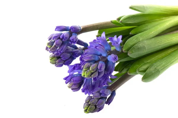 Purple Hyacinths — Stock Photo, Image