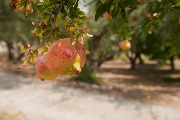 Pomegranate at the tree — Stock Photo, Image