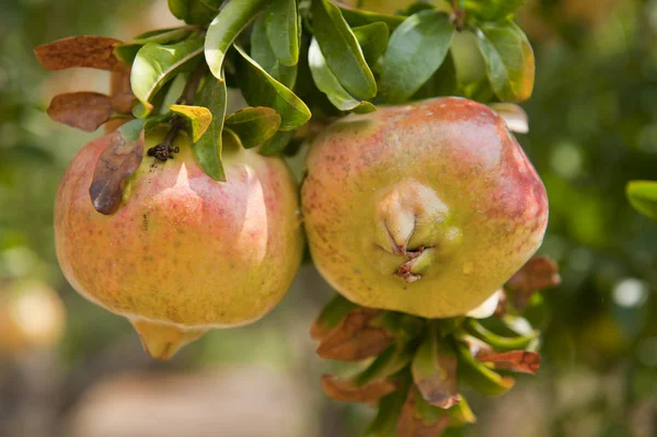 Pomegranate at the tree — Stock Photo, Image
