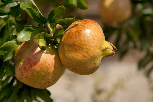 Orchard Greece Trees Pomegranate — Stock Photo, Image