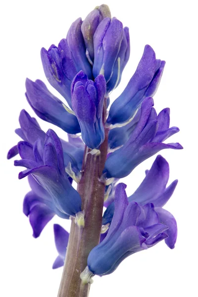 Fialový Hyacint — Stock fotografie