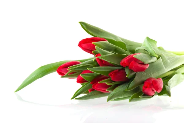 Ramo Tulipanes Rojos Aislados Sobre Fondo Blanco — Foto de Stock