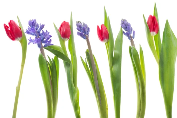 Row Red Tulips Purple Hyacinths White Background — Stock Photo, Image