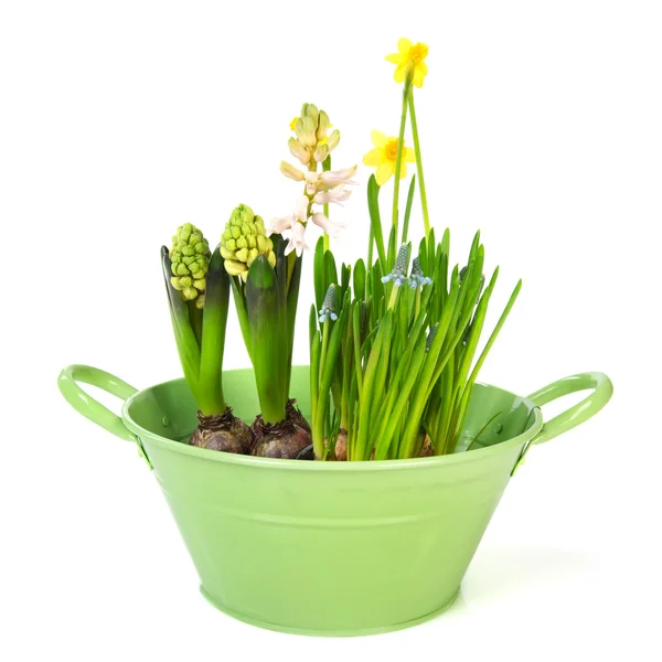 Frühlingsblumen Grünem Eimer Isoliert Über Weißem — Stockfoto