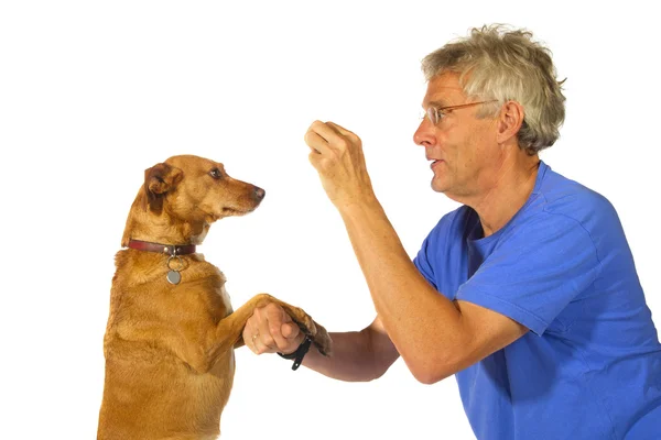 Szkolenie psa — Zdjęcie stockowe