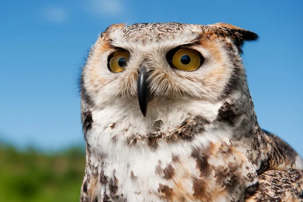 Portrait Eagle Owl Nature — Stock Photo, Image