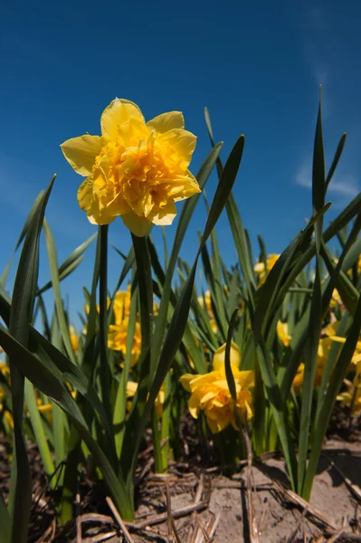 Double yellow Daffodils — Stock Photo, Image