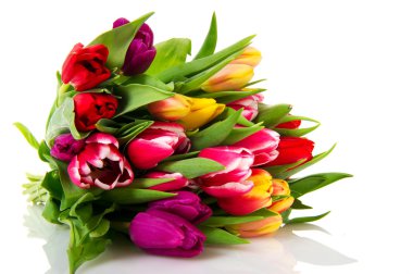 Various colored Dutch tulips isolated on white background clipart