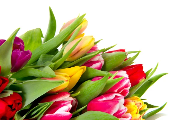 Diverses Tulipes Néerlandaises Colorées Isolées Sur Fond Blanc — Photo
