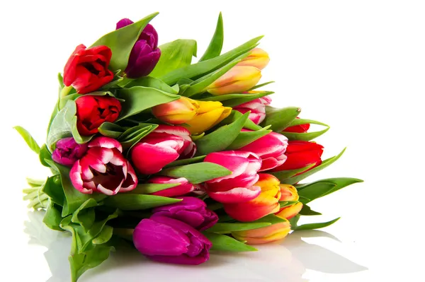 Verschillende Gekleurde Nederlandse Tulpen Geïsoleerd Witte Achtergrond — Stockfoto