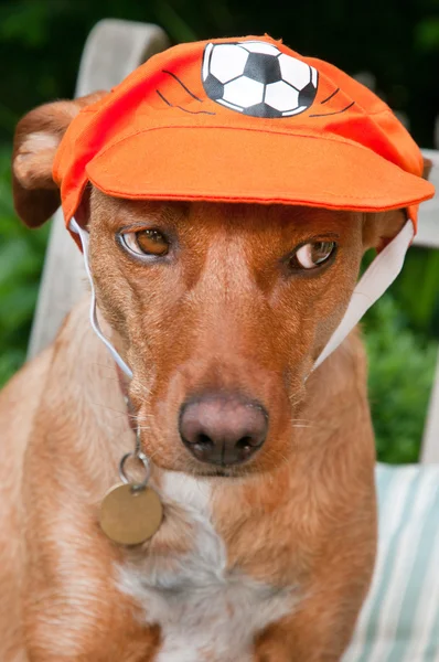Portrét Holandského Psa Jako Fotbalový Fanoušek — Stock fotografie