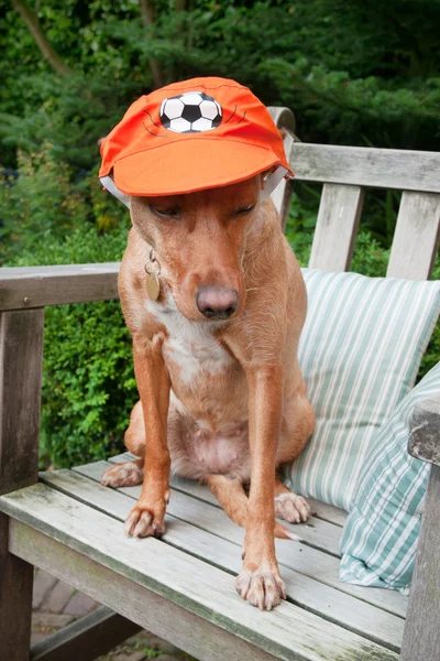 Cão holandês — Fotografia de Stock