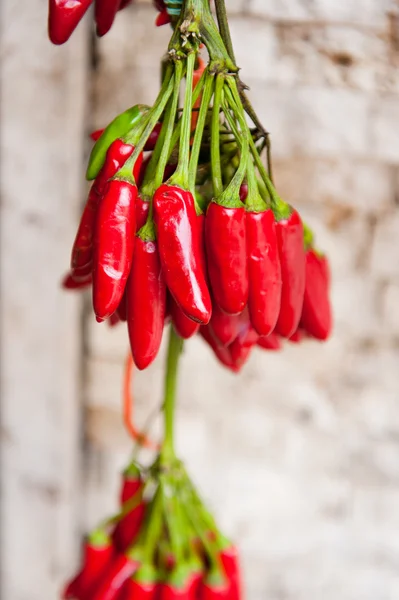 Opknoping paprika — Stockfoto