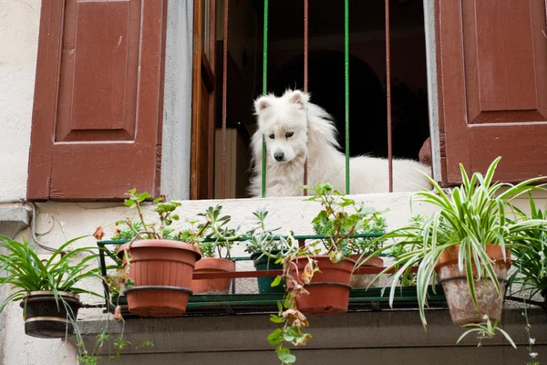 Cão branco em uma varanda italiana — Fotografia de Stock