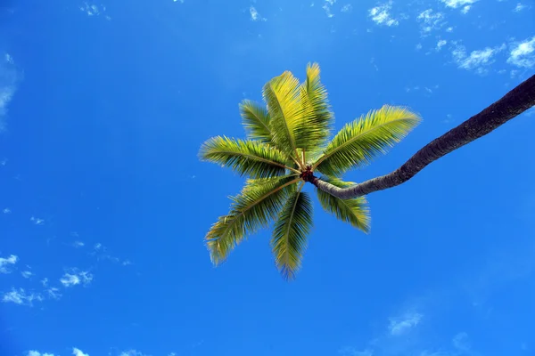 Palmier Tropical Avec Ciel Bleu — Photo