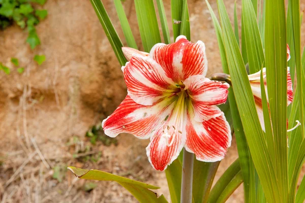 Red and white Amaryllis — Stock Photo, Image