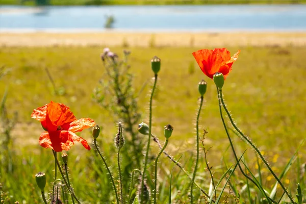 Poppies near the river — Stock Photo, Image