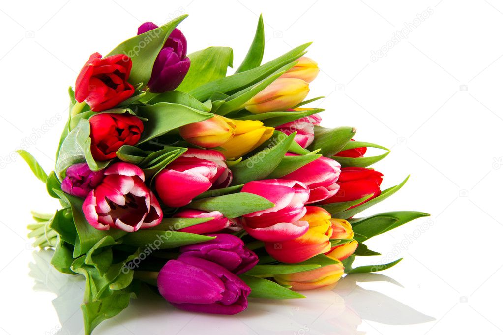 Various colored Dutch tulips isolated on white background