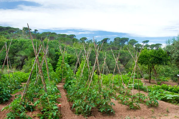 棒の風景の中に豆と野菜の庭 — ストック写真