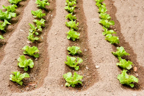 Gewassen van salade in de tuin — Stockfoto