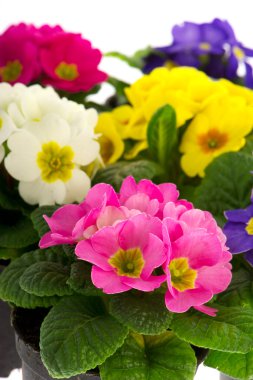 Colorful Primulas clipart