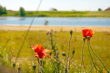 Poppies Nehri yakınında