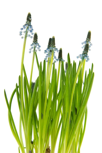 Blå druva hyacinter — Stockfoto