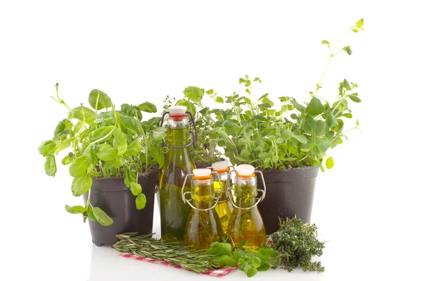 Olive oil verious herbs — Stock Photo, Image