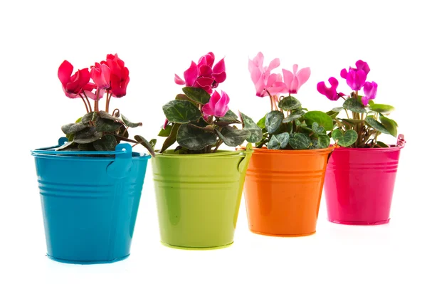 Pink Red Cyclamen Colorful Buckets — Stock Photo, Image