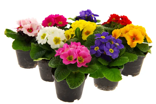 Colorful Primulas — Stock Photo, Image