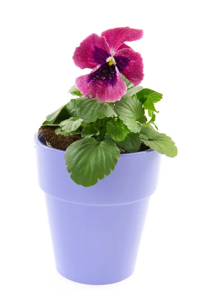Rode violette bloemen — Stockfoto